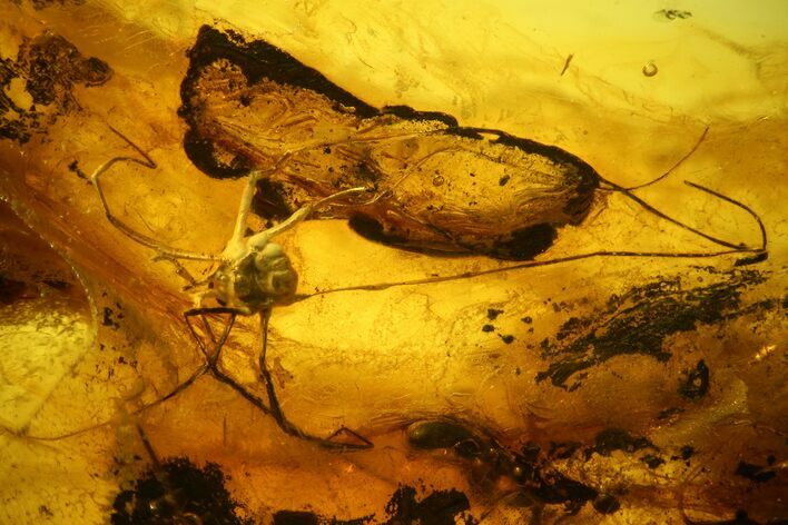 Detailed Fossil Daddy Longleg (Opiliones) In Baltic Amber #139020